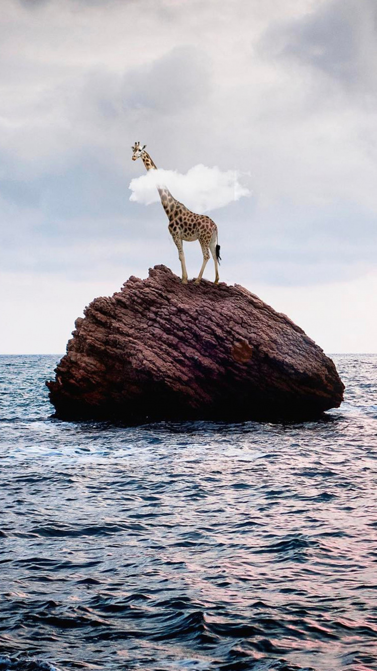 Обои камень на море, вода, море, рок, пляж в разрешении 750x1334