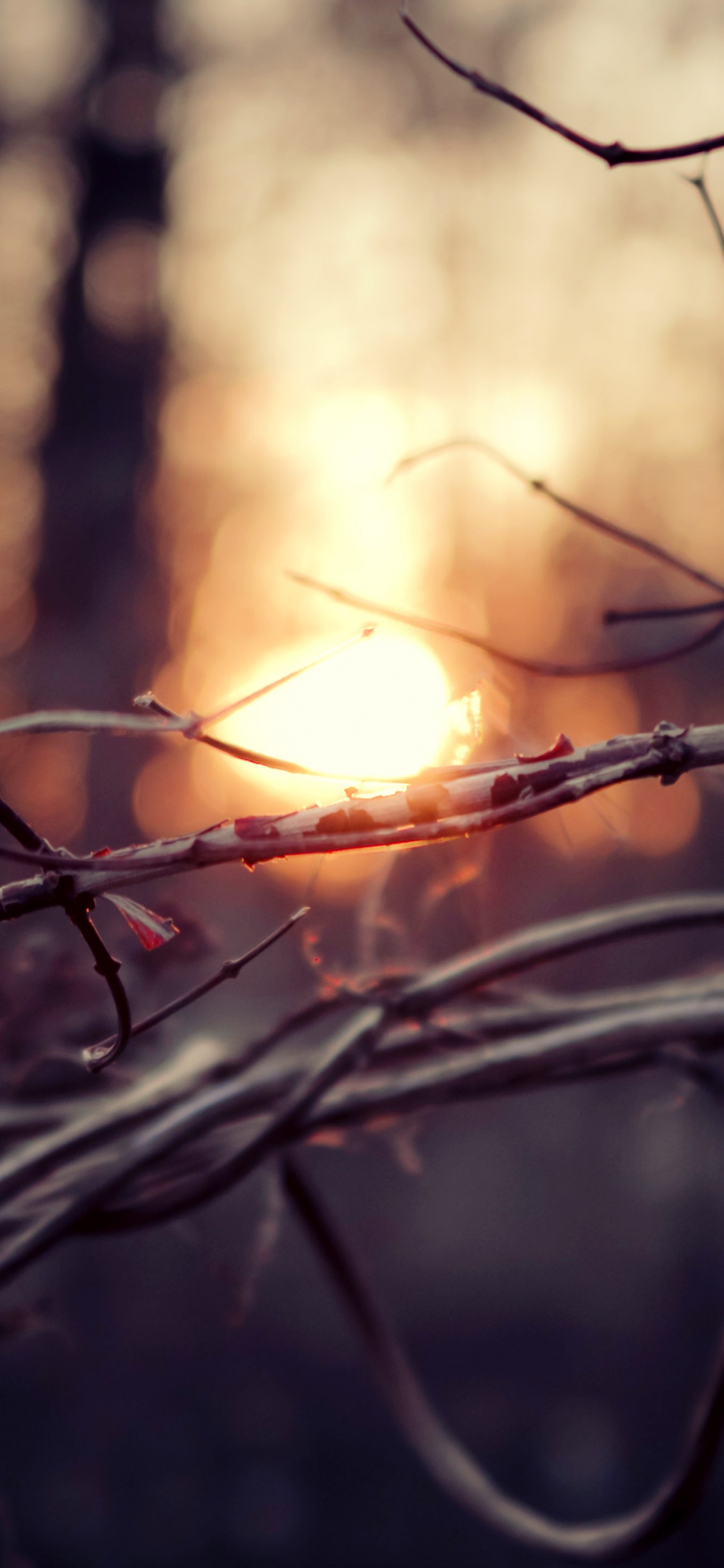 Обои прут, ветвь, дерево, крупный план, темнота в разрешении 1125x2436