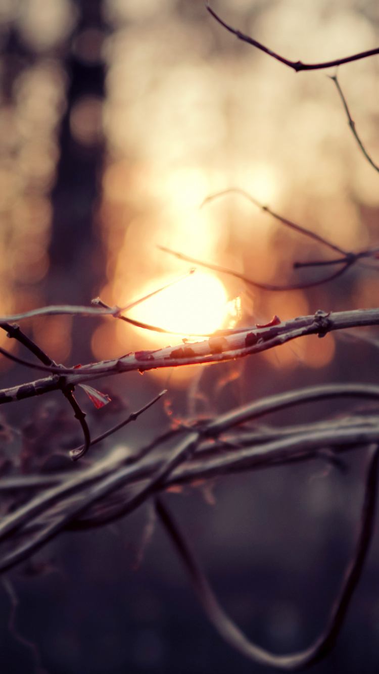 Обои прут, ветвь, дерево, крупный план, темнота в разрешении 750x1334