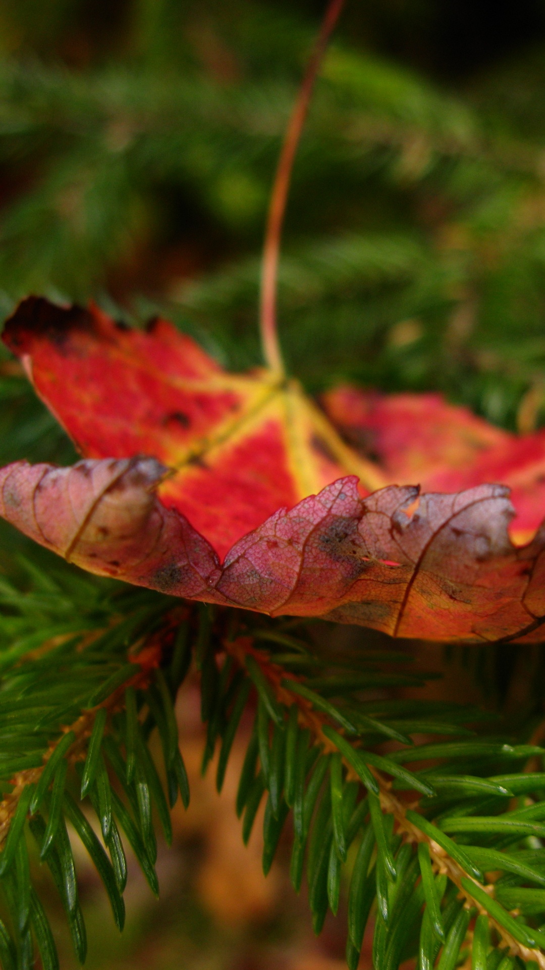 Обои осень, лист, растение, дерево, ветвь в разрешении 1080x1920