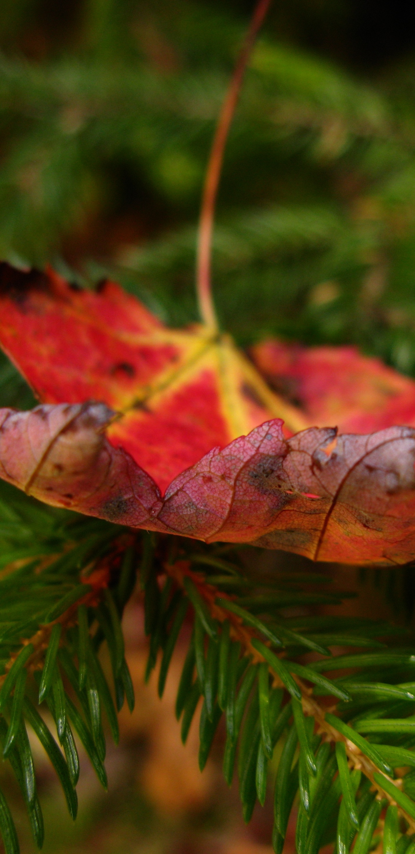 Обои осень, лист, растение, дерево, ветвь в разрешении 1440x2960