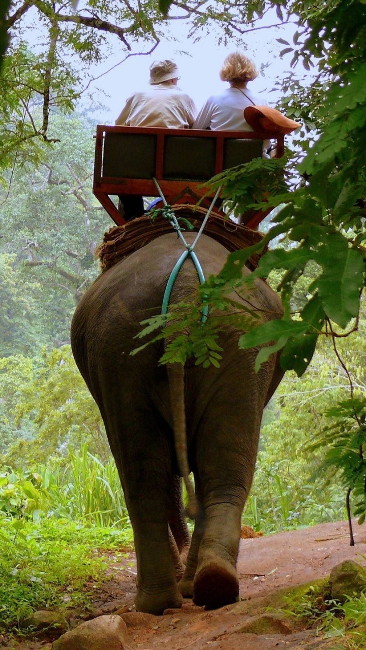 Обои джунгли, природный заповедник, живая природа, дерево, лес в разрешении 720x1280