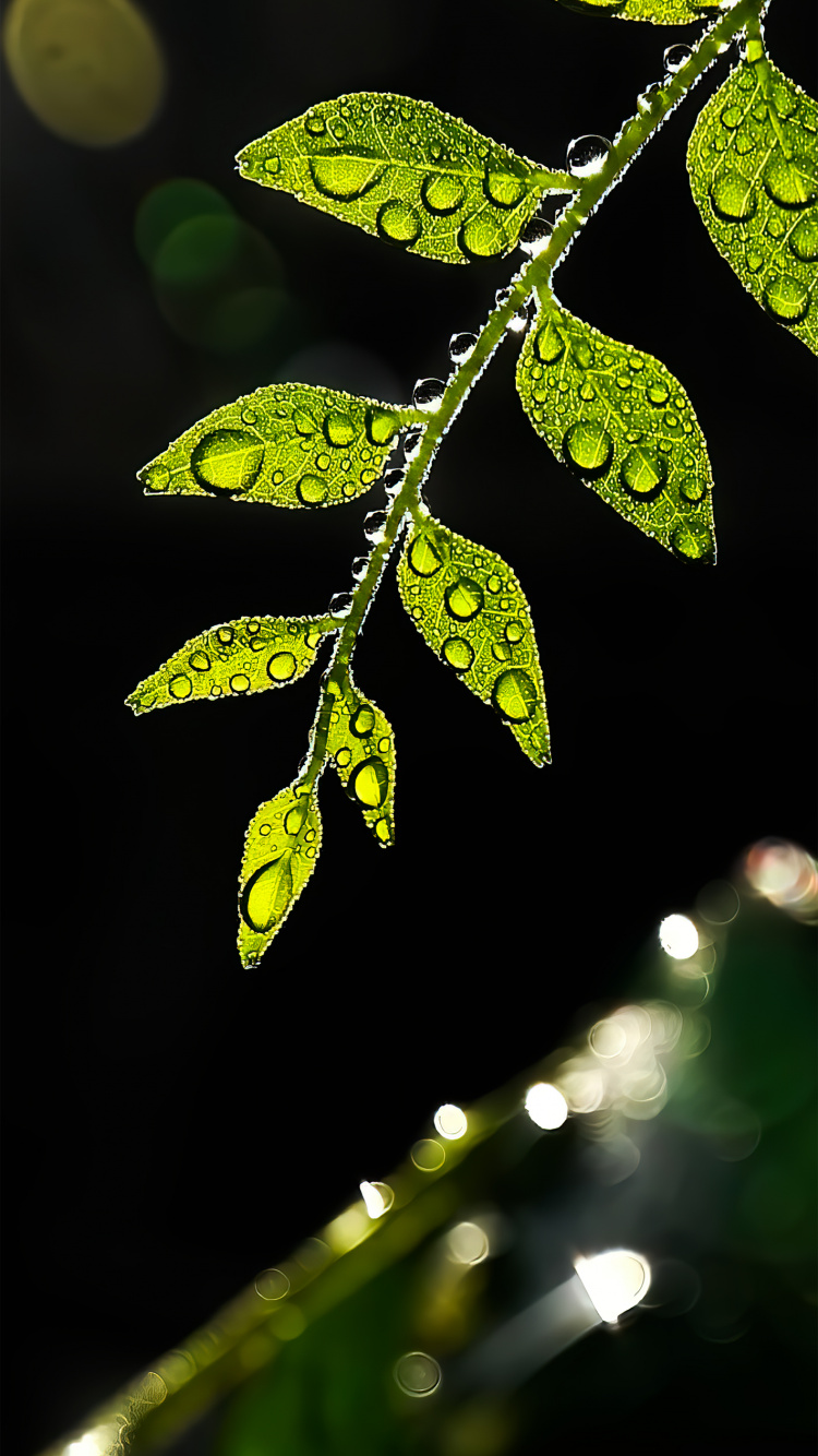 Обои лист, стебель растения, прут, растение, наземное растение в разрешении 750x1334