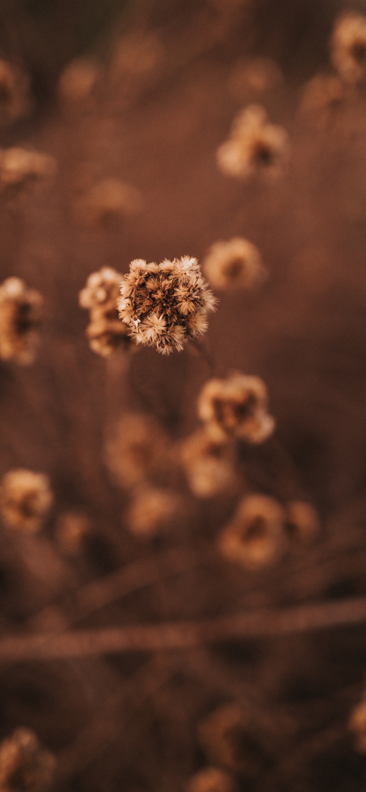 Обои облако, Сюзанна Вагнер, дизайн, солнечный свет, Рабочий процесс в разрешении 1242x2688