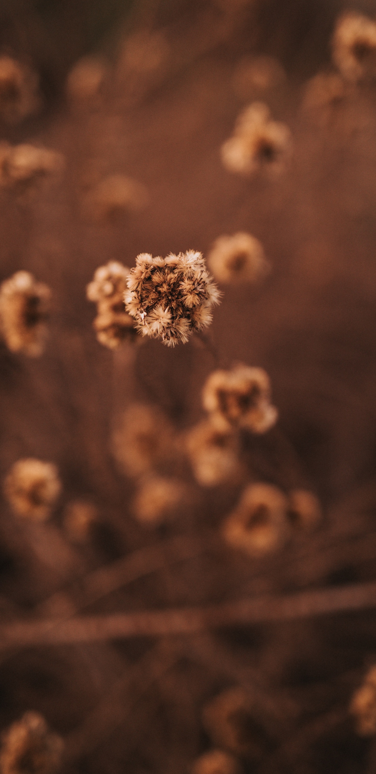 Обои облако, Сюзанна Вагнер, дизайн, солнечный свет, Рабочий процесс в разрешении 1440x2960