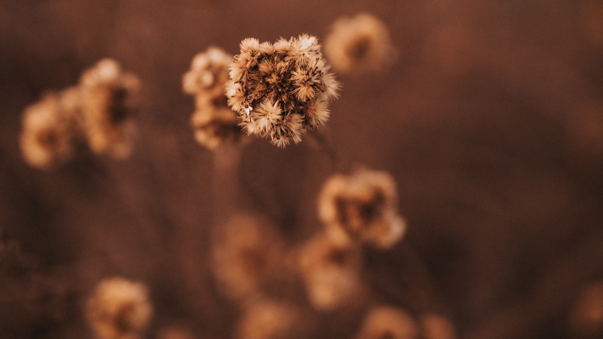 Обои облако, Сюзанна Вагнер, дизайн, солнечный свет, Рабочий процесс в разрешении 1920x1080