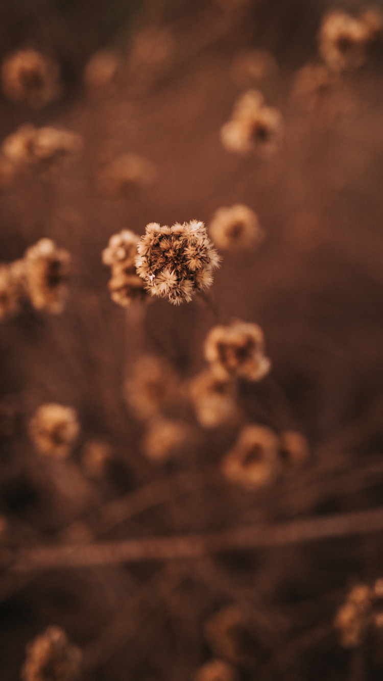 Обои облако, Сюзанна Вагнер, дизайн, солнечный свет, Рабочий процесс в разрешении 750x1334