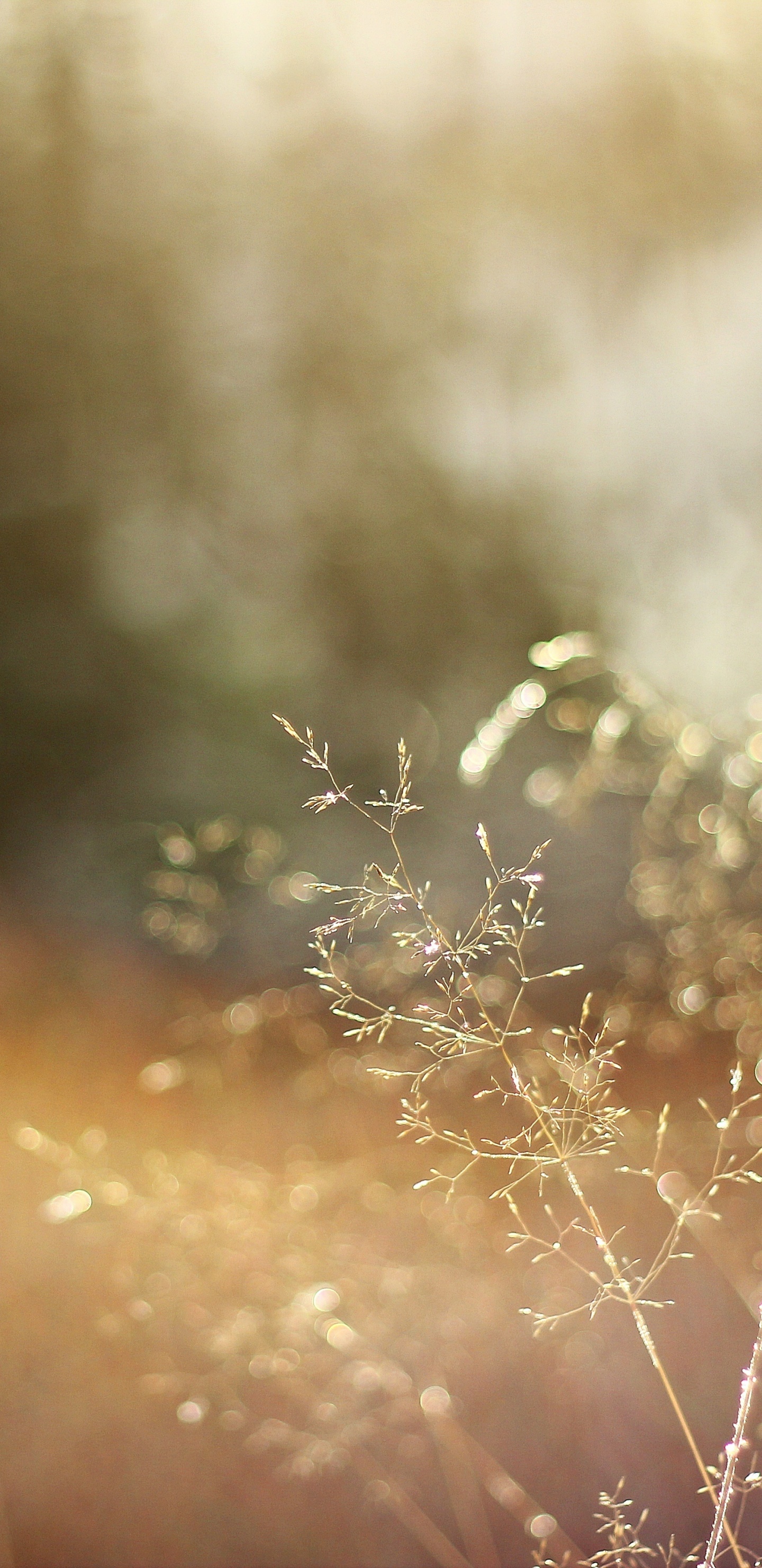 Обои солнечный свет, природа, утро, влага, крупный план в разрешении 1440x2960