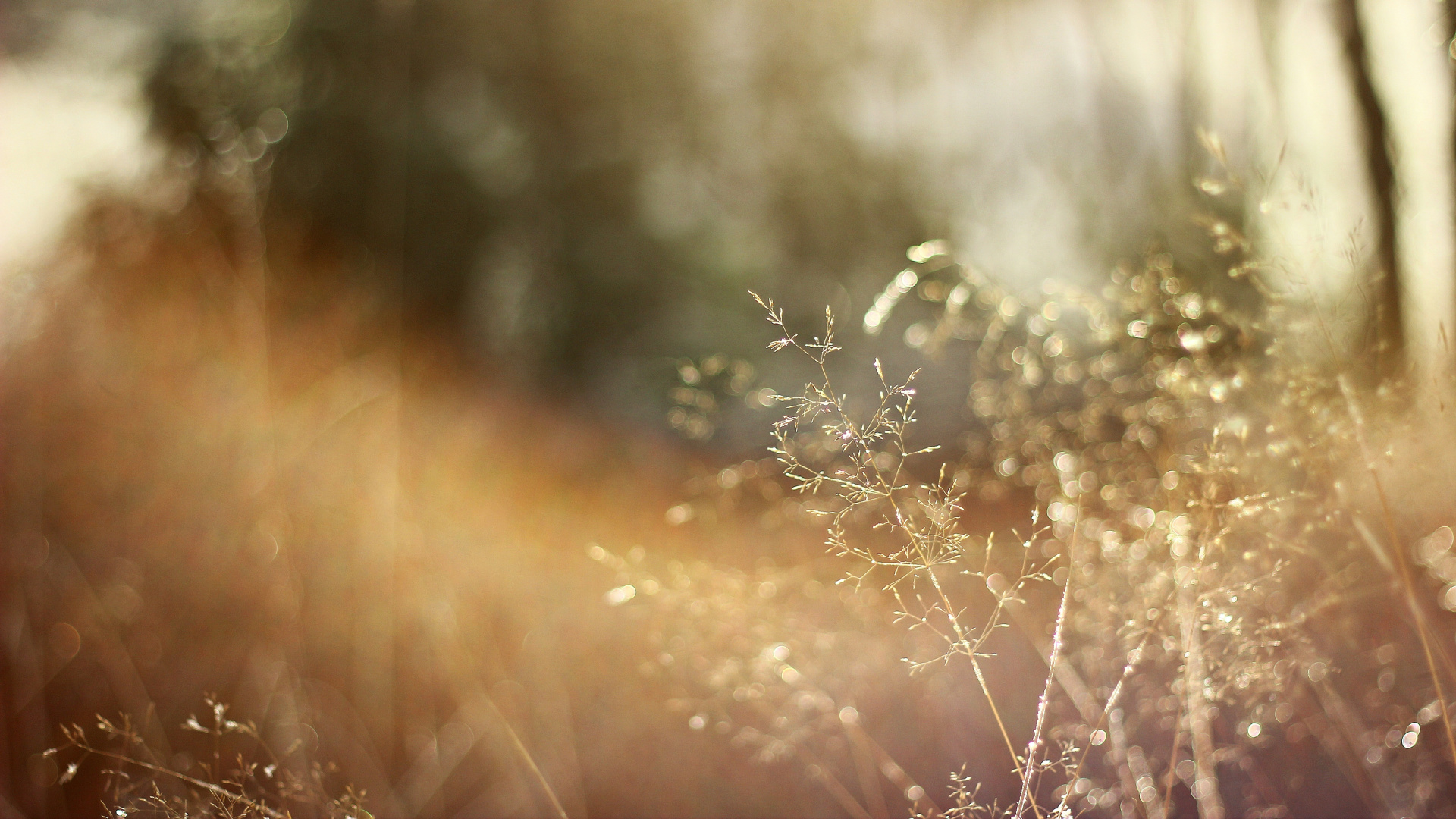 Обои солнечный свет, природа, утро, влага, крупный план в разрешении 1920x1080