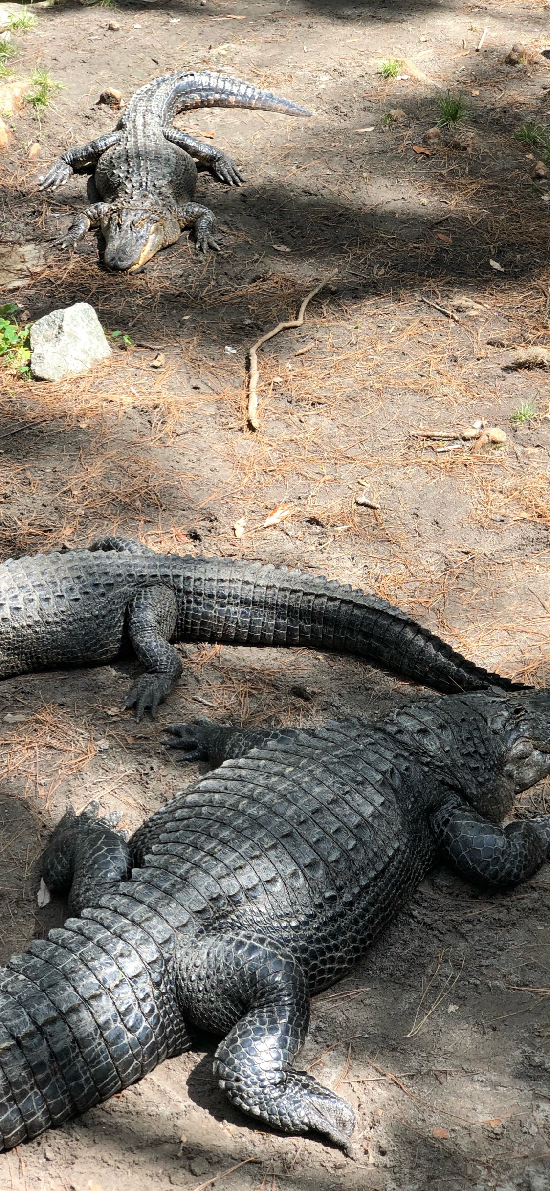 Обои крокодил, американский Аллигатор, нильский крокодил, крокодилы, американец в разрешении 1125x2436