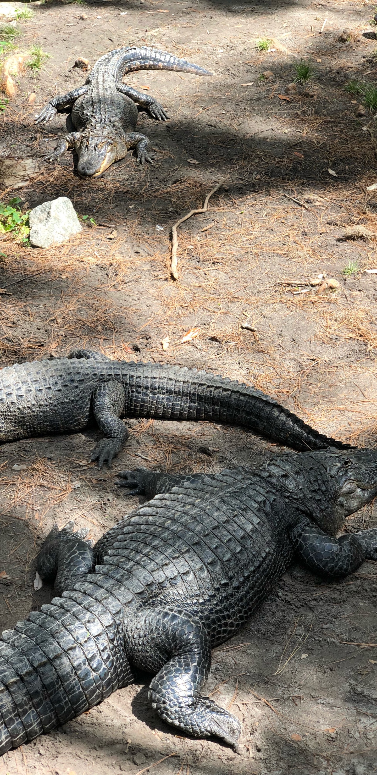 Обои крокодил, американский Аллигатор, нильский крокодил, крокодилы, американец в разрешении 1440x2960