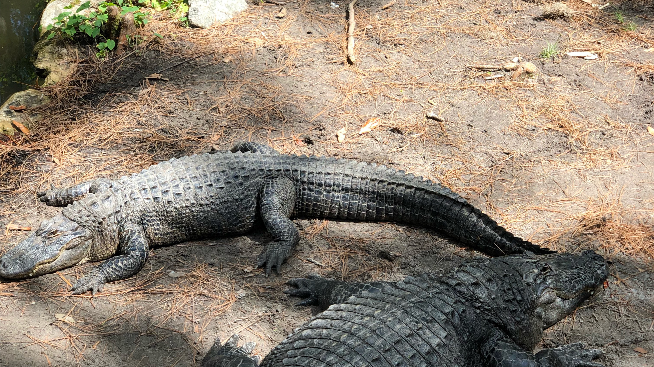 Обои крокодил, американский Аллигатор, нильский крокодил, крокодилы, американец в разрешении 2560x1440