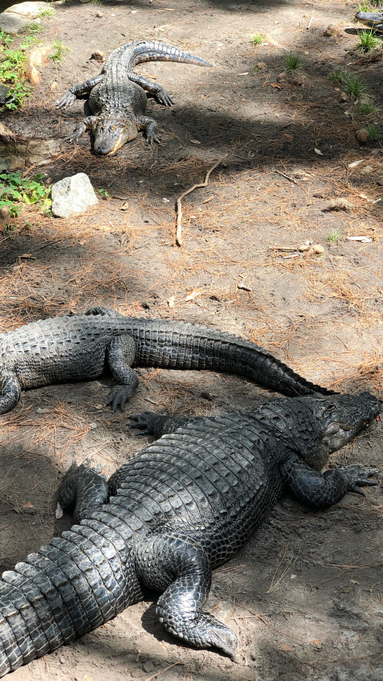 Обои крокодил, американский Аллигатор, нильский крокодил, крокодилы, американец в разрешении 750x1334