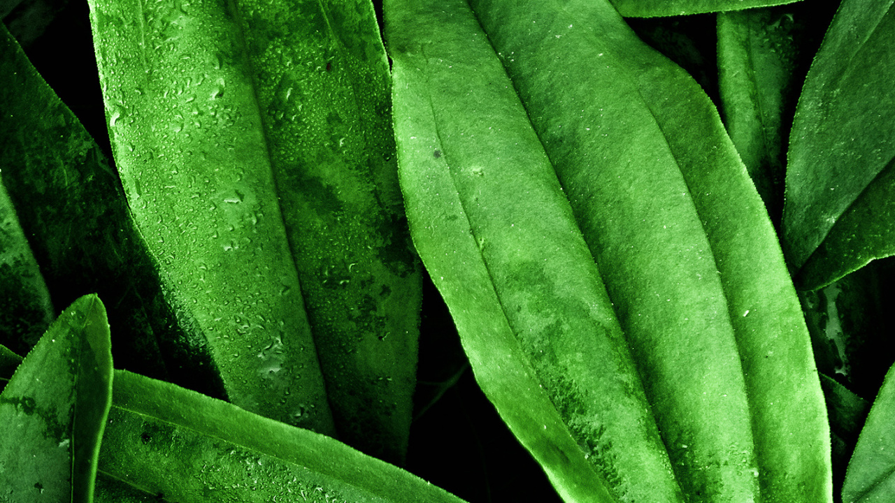 Обои лист, дверь, растение, наземное растение, растительность в разрешении 1280x720