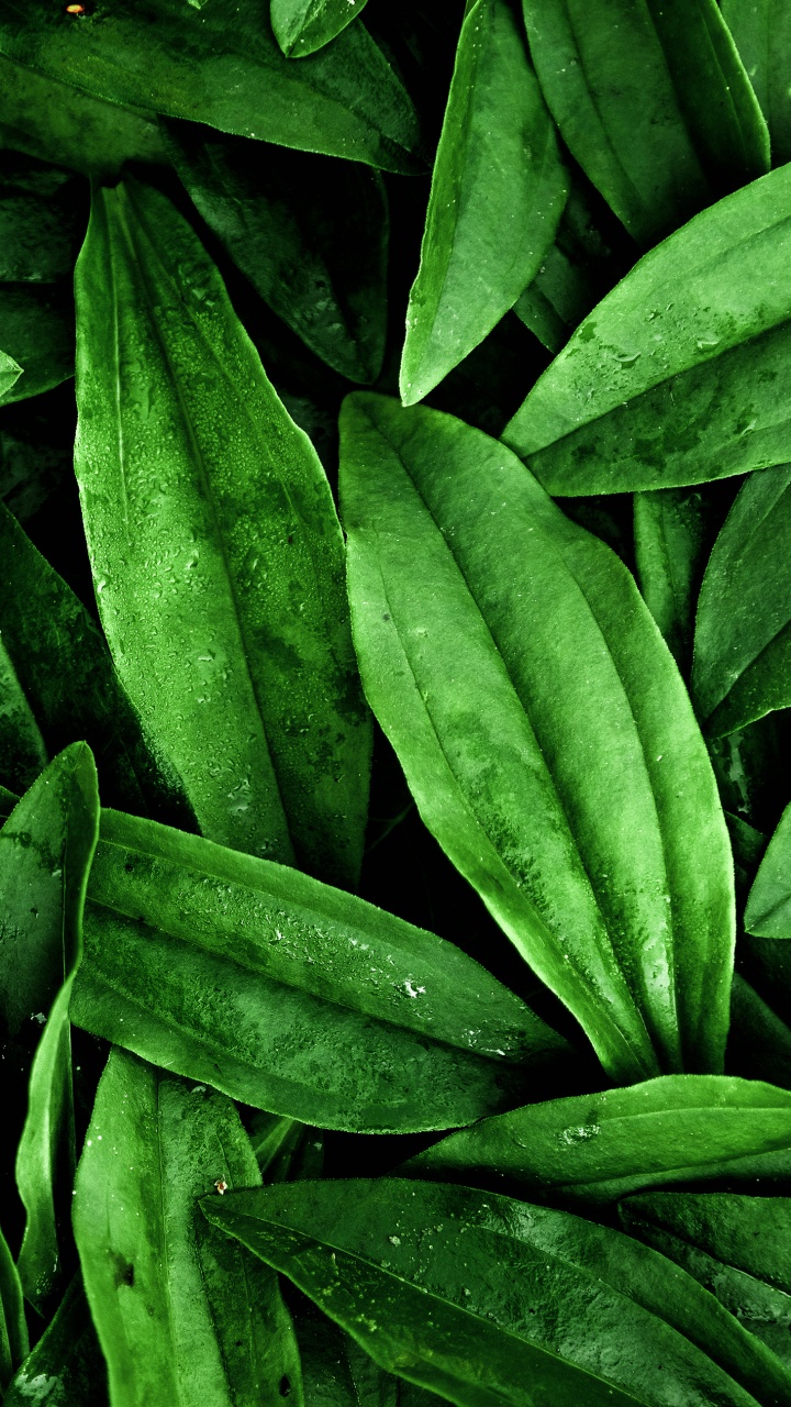 Обои лист, дверь, растение, наземное растение, растительность в разрешении 720x1280