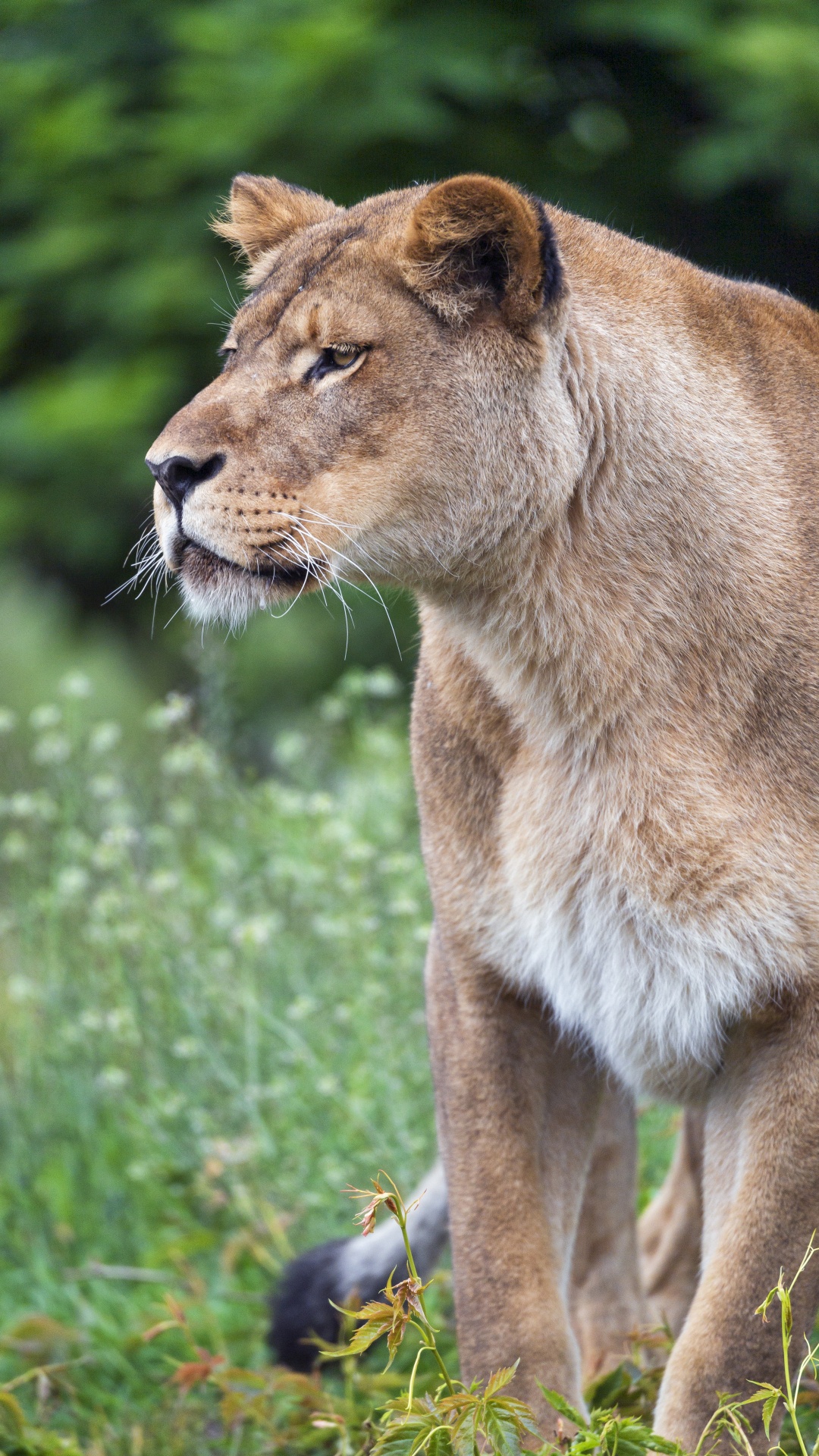 Обои большая кошка, Лев, живая природа, наземные животные, кошачьих в разрешении 1080x1920