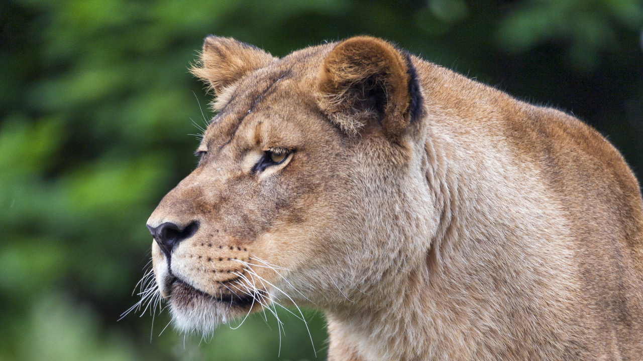 Обои большая кошка, Лев, живая природа, наземные животные, кошачьих в разрешении 1280x720