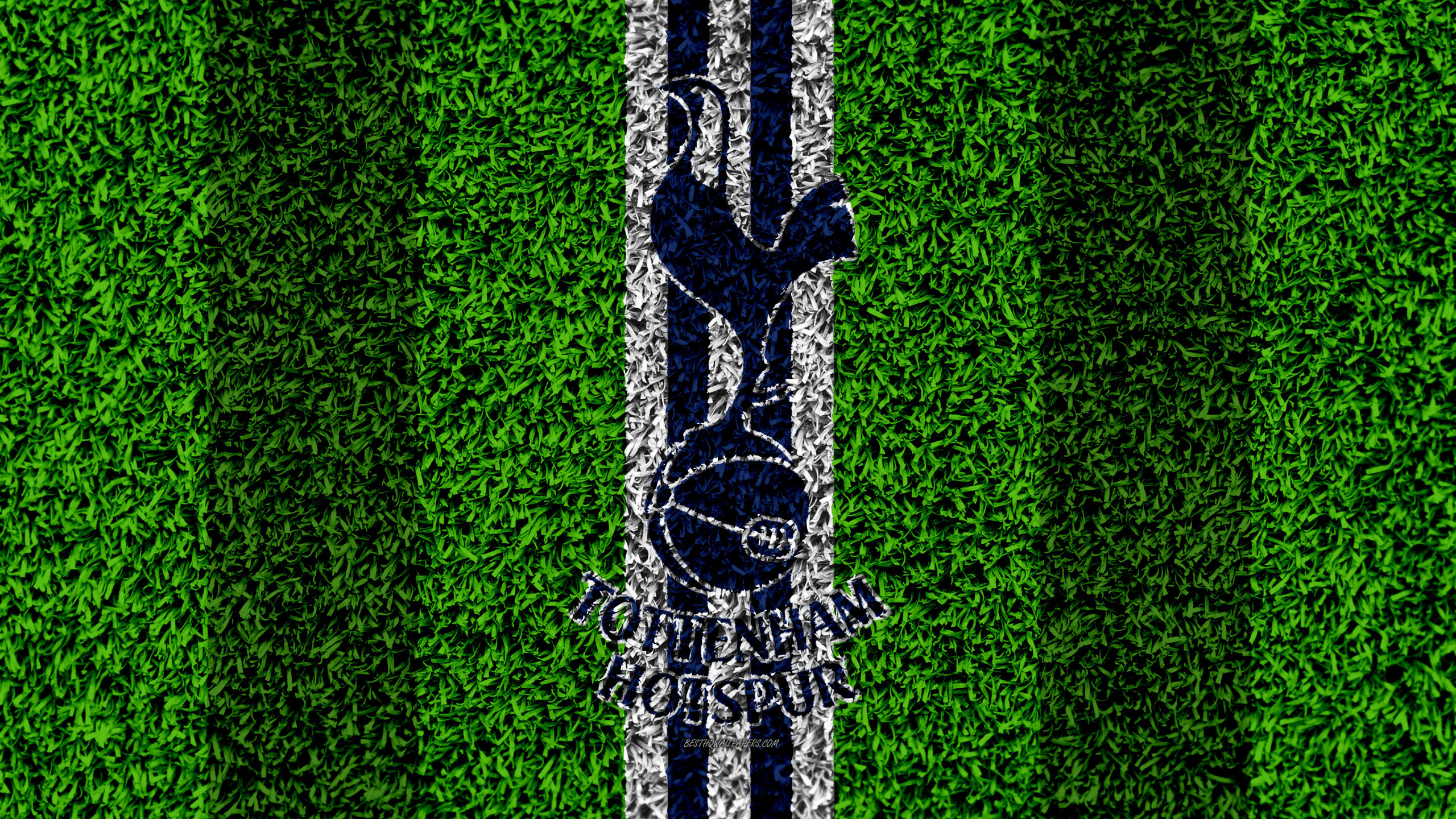 Обои зеленый, дерево, линия, семейство травы, растение в разрешении 2560x1440