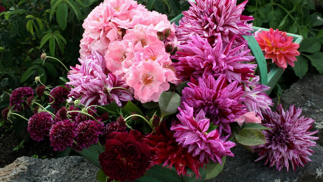 Обои Хризантема, георгин, цветочный букет, цветковое растение, сад роз в разрешении 1280x720