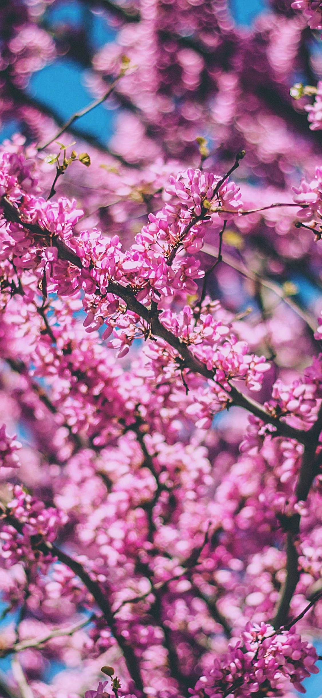 Обои цветение вишни, расцвет, дерево, цветок, розовый в разрешении 1125x2436