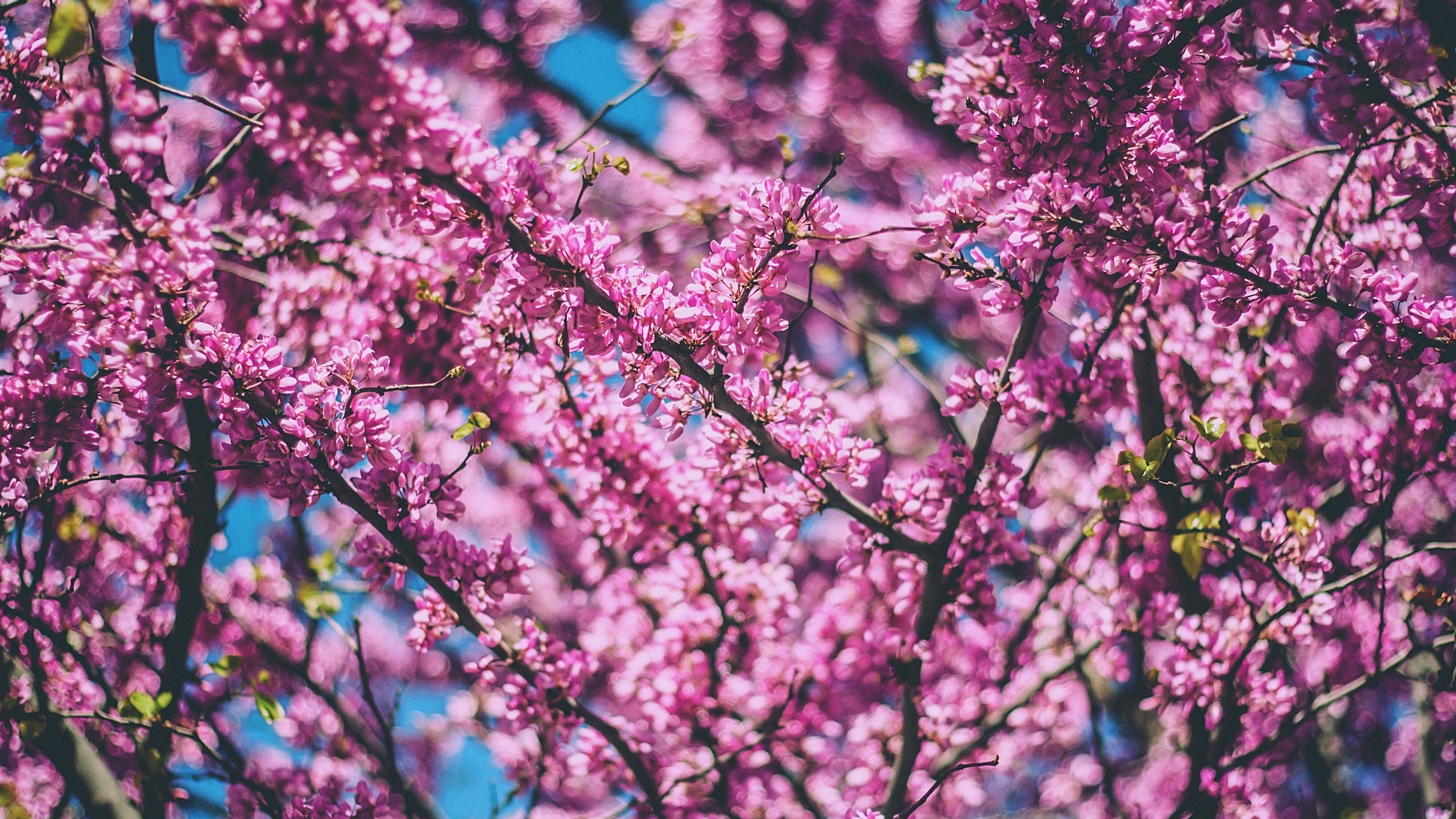 Обои цветение вишни, расцвет, дерево, цветок, розовый в разрешении 2560x1440