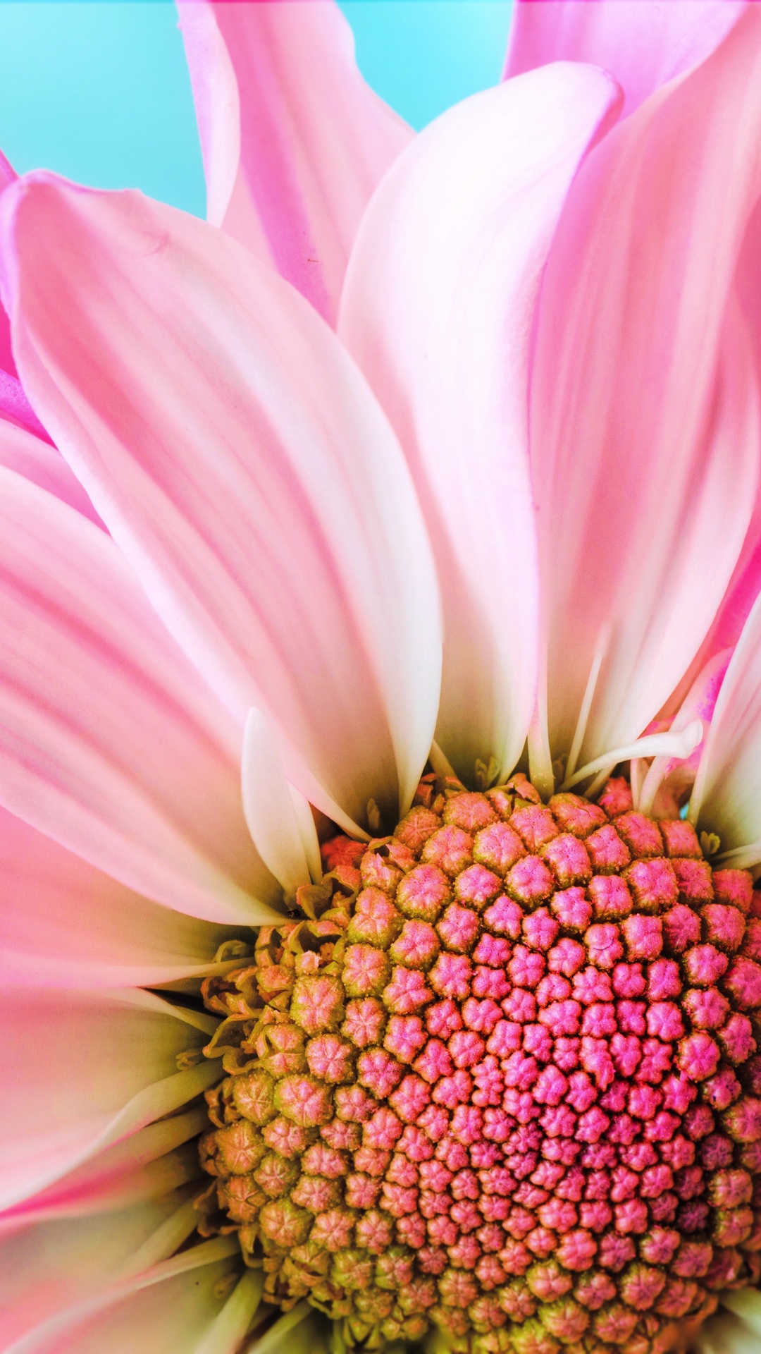 Обои розовый цветок крупным планом, цветок, трансвааль Дейзи, розовый, лепесток в разрешении 1080x1920