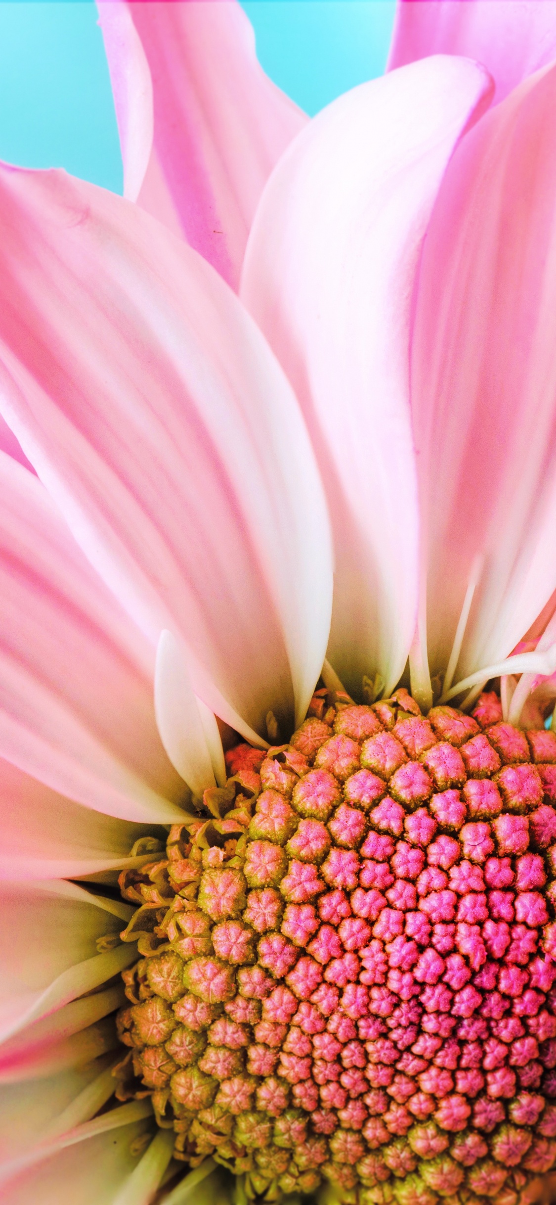 Обои розовый цветок крупным планом, цветок, трансвааль Дейзи, розовый, лепесток в разрешении 1125x2436