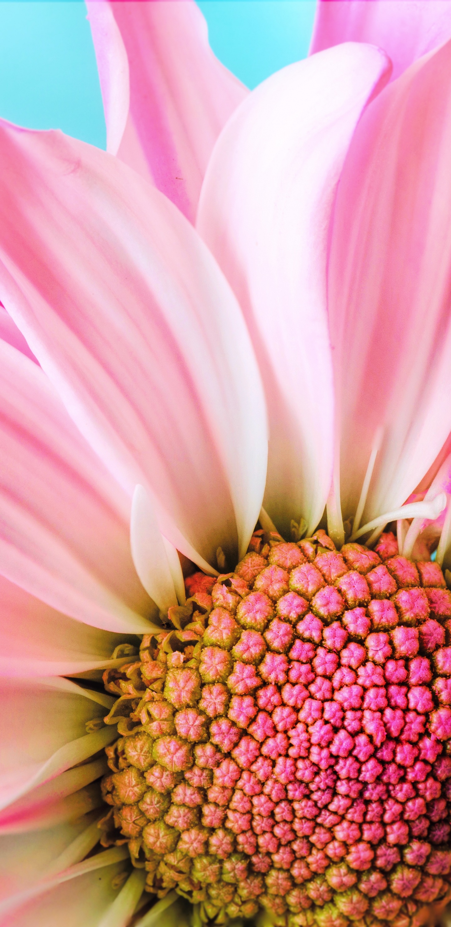 Обои розовый цветок крупным планом, цветок, трансвааль Дейзи, розовый, лепесток в разрешении 1440x2960