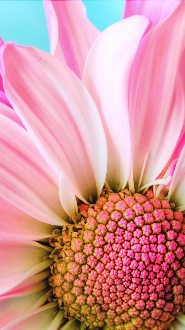 Обои розовый цветок крупным планом, цветок, трансвааль Дейзи, розовый, лепесток в разрешении 720x1280