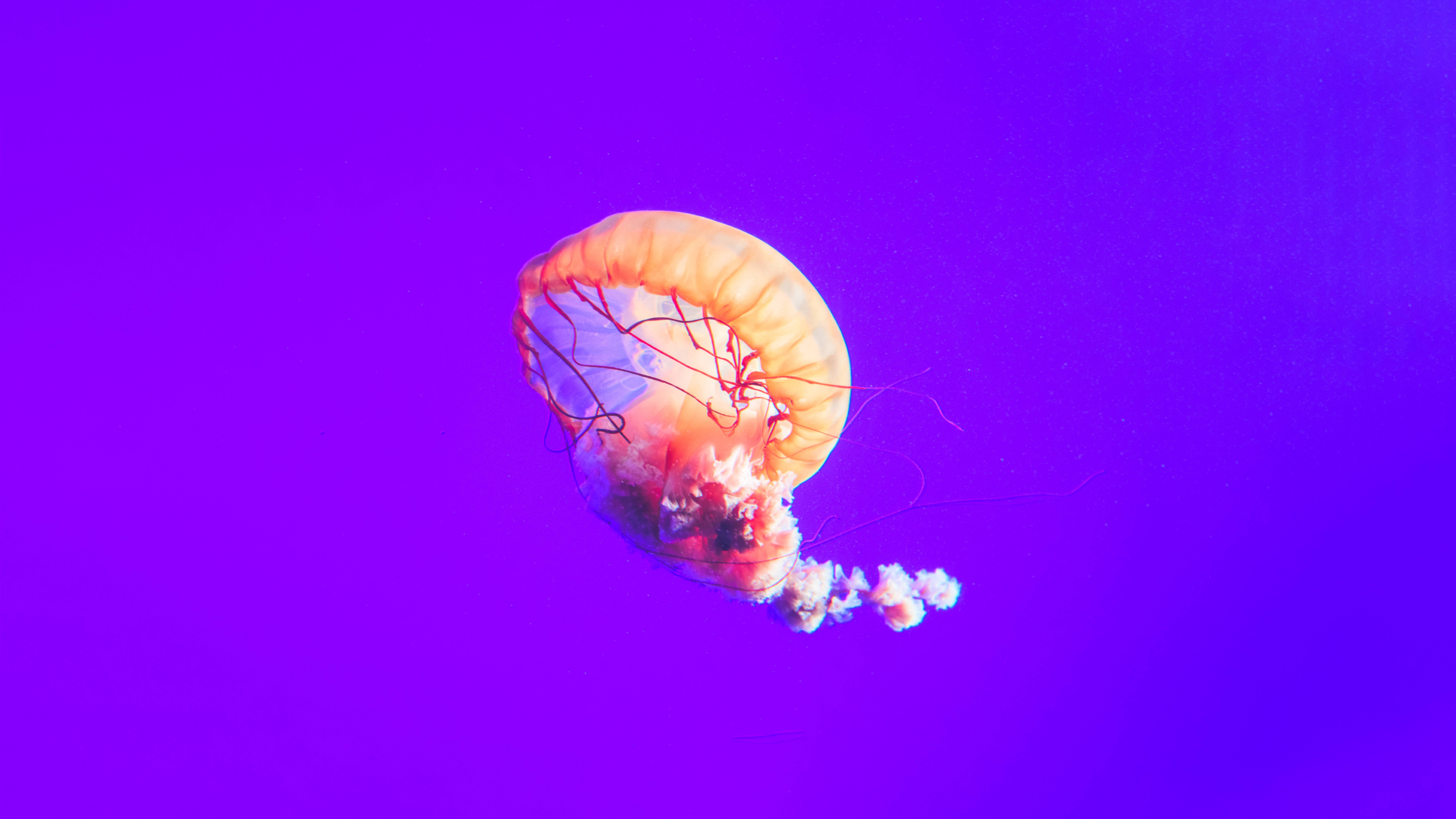 Обои Фиолетовый, cnidaria, Медуза, беспозвоночных, биолюминесценция в разрешении 3840x2160