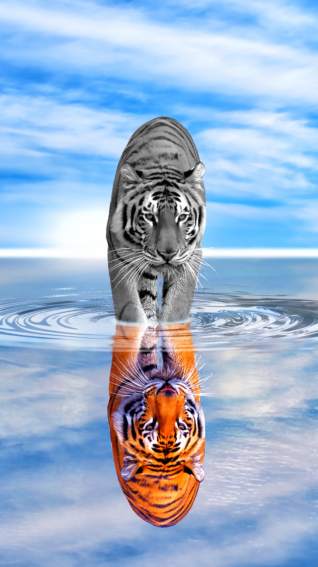 Обои тигр, вода, отражение, атмосфера, спокойный в разрешении 1080x1920