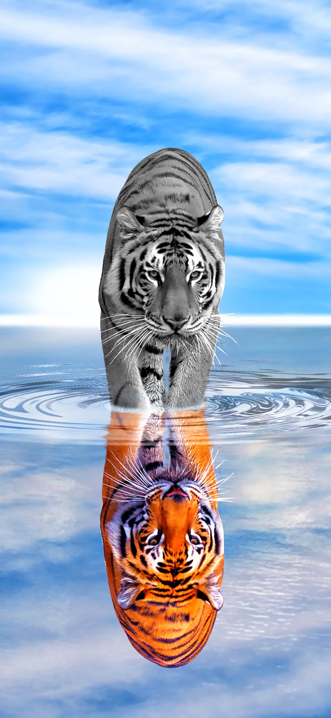 Обои тигр, вода, отражение, атмосфера, спокойный в разрешении 1125x2436