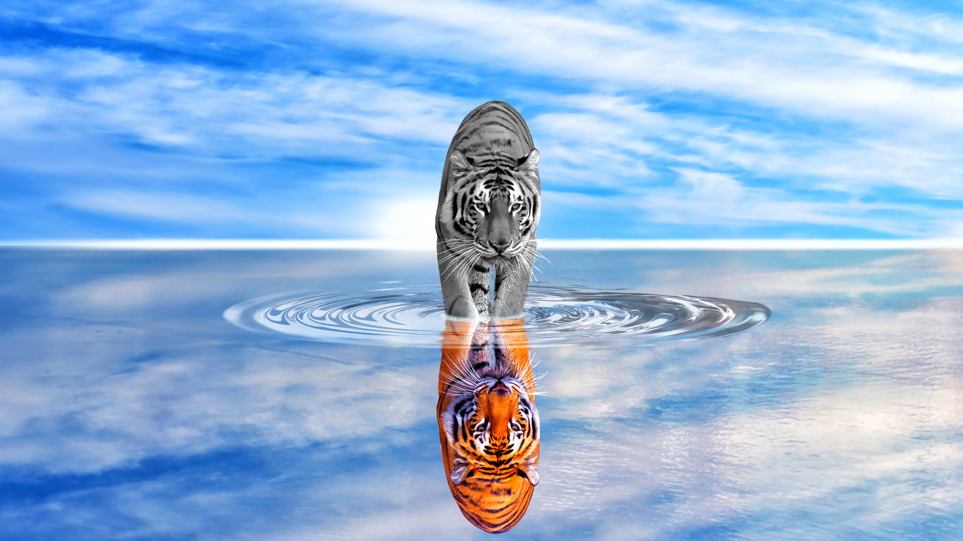 Обои тигр, вода, отражение, атмосфера, спокойный в разрешении 1366x768