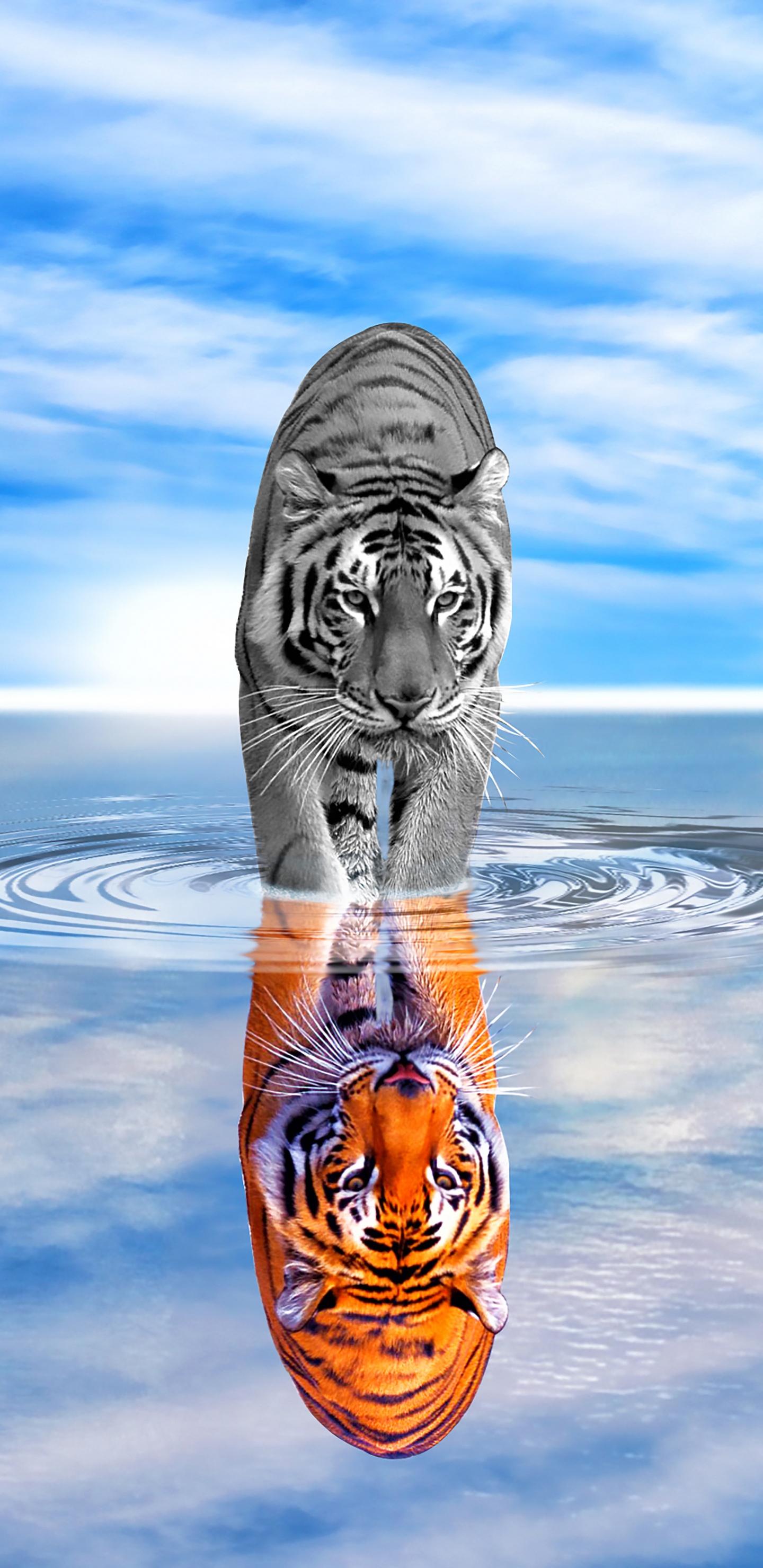 Обои тигр, вода, отражение, атмосфера, спокойный в разрешении 1440x2960