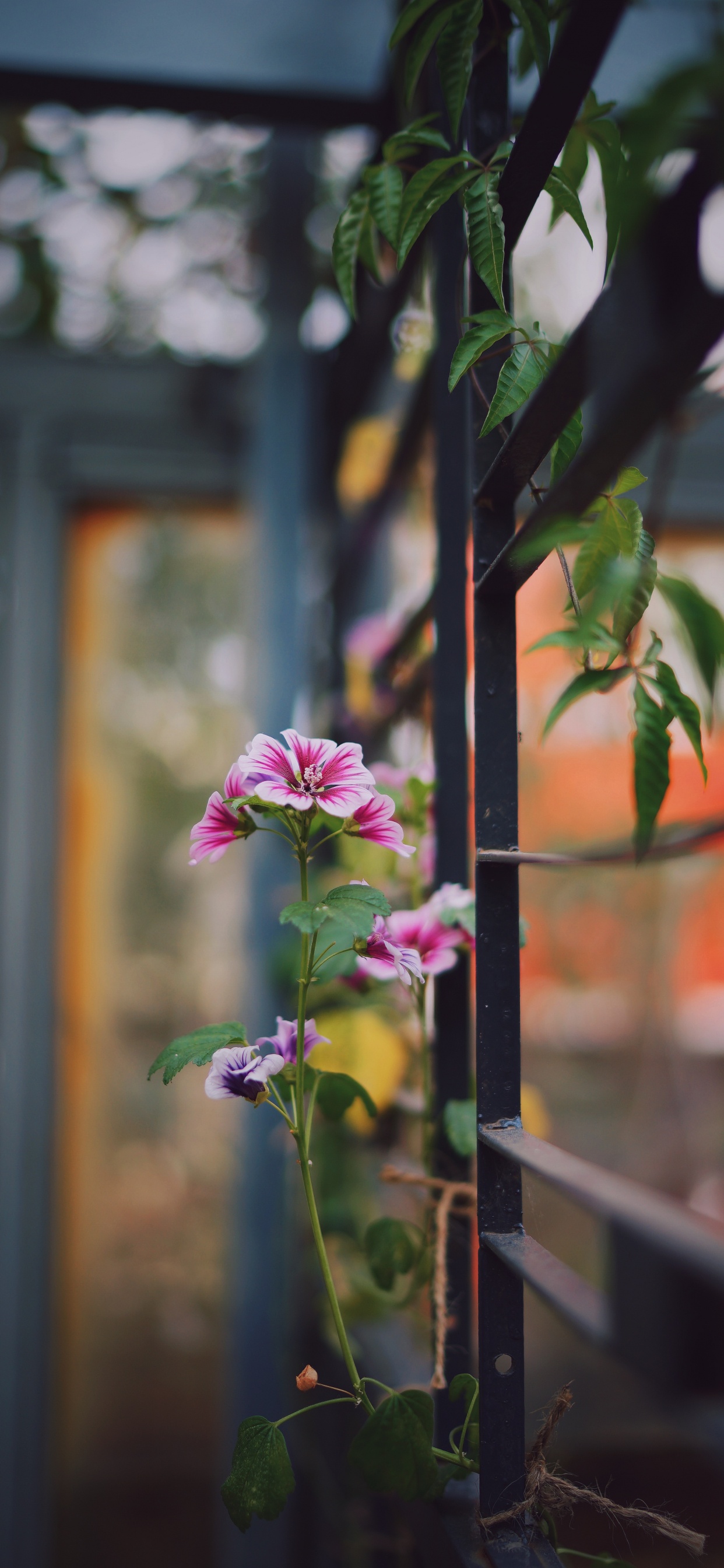 Обои цветок, растение, ботаники, цветковое растение, лист в разрешении 1242x2688