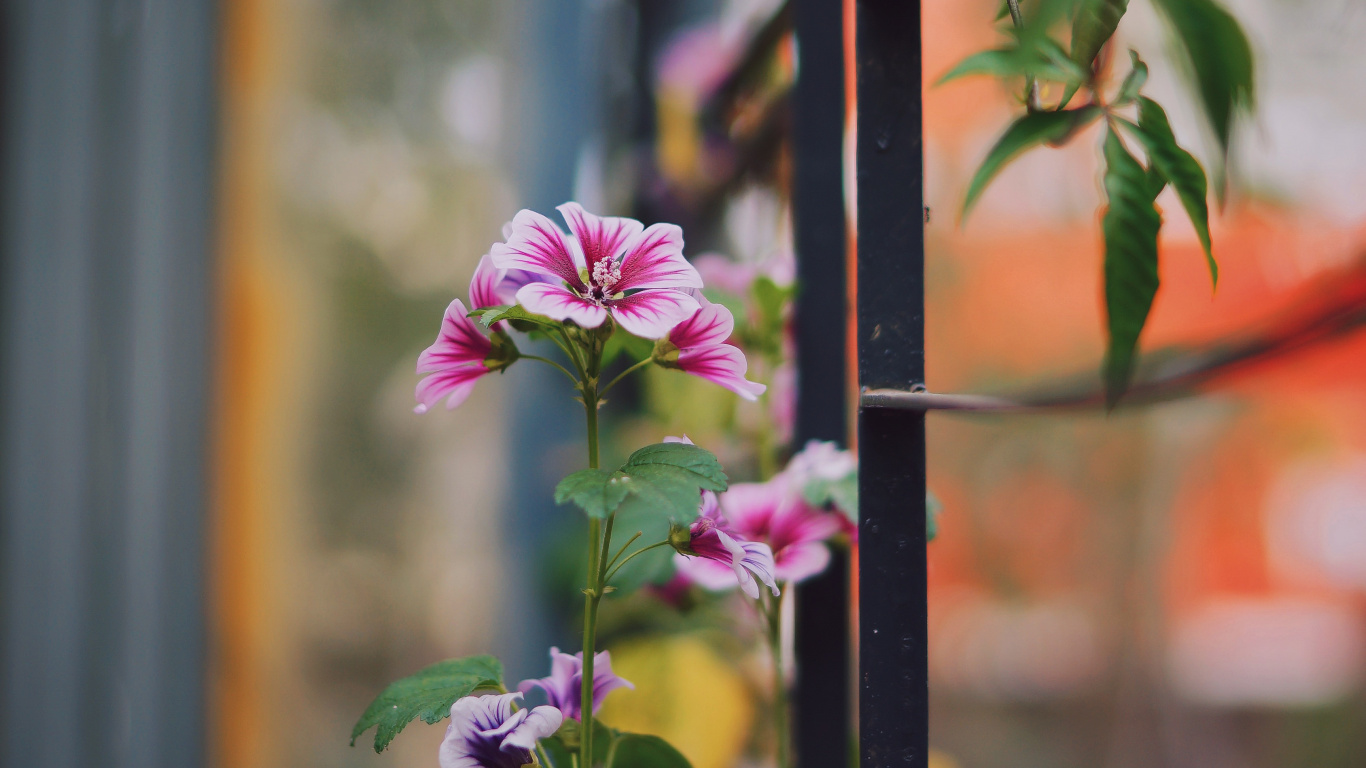 Обои цветок, растение, ботаники, цветковое растение, лист в разрешении 1366x768