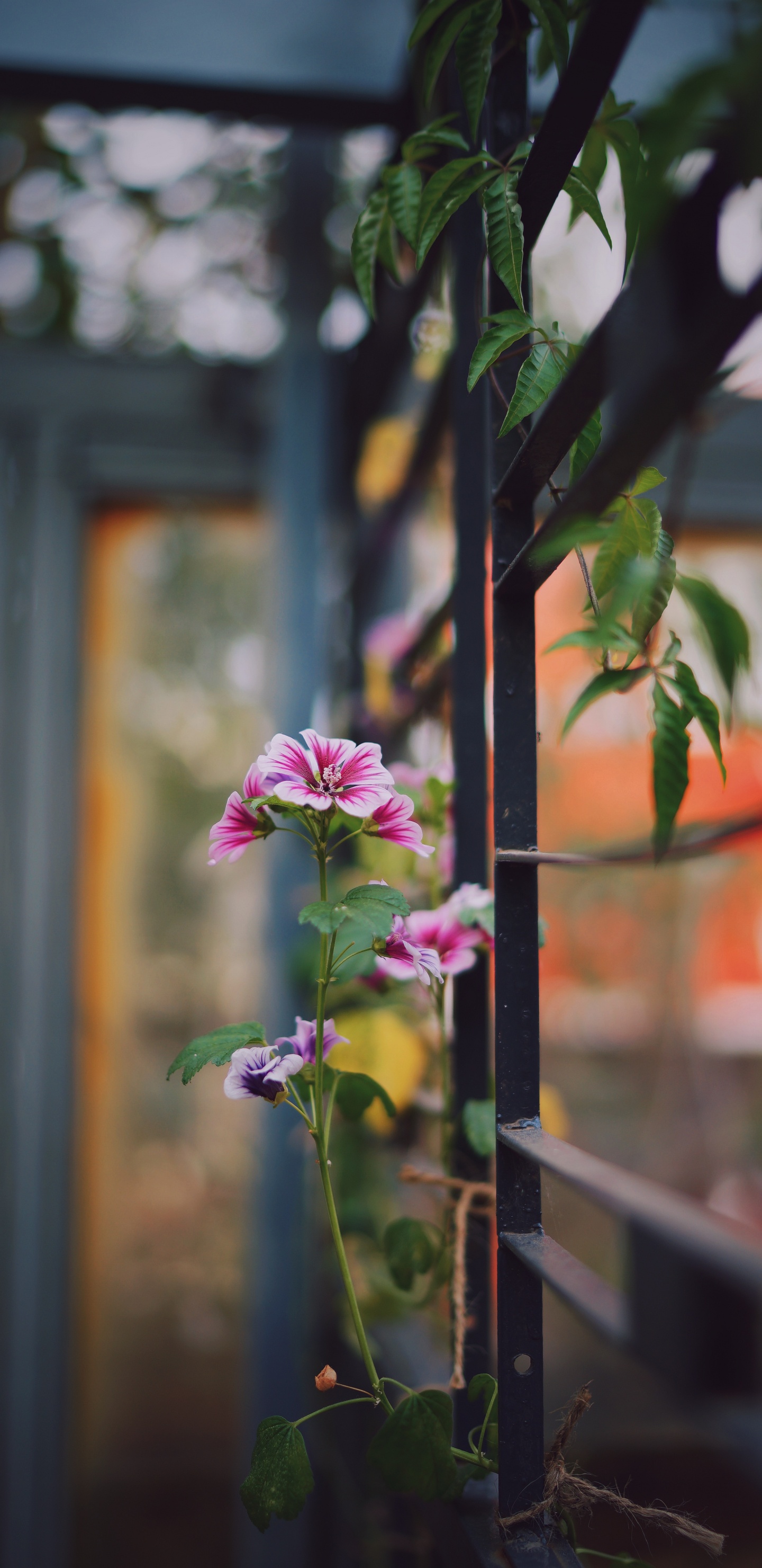 Обои цветок, растение, ботаники, цветковое растение, лист в разрешении 1440x2960