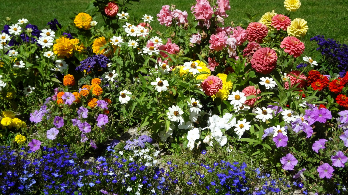 Обои петуния, цветковое растение, сад, весна, однолетнее растение в разрешении 1366x768