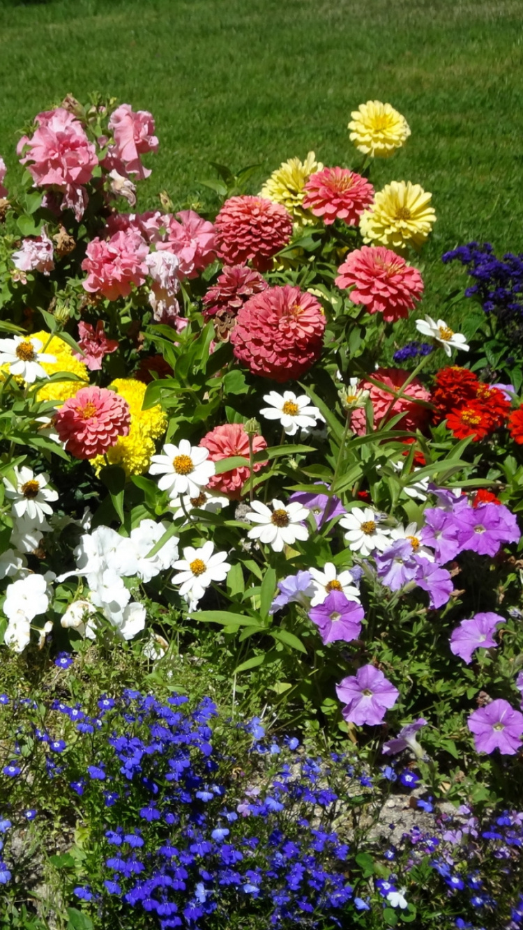 Обои петуния, цветковое растение, сад, весна, однолетнее растение в разрешении 750x1334