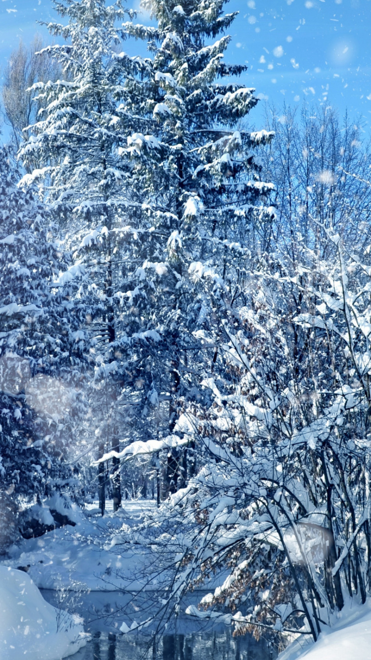 Обои снег, зима, мороз, дерево, замораживание в разрешении 750x1334