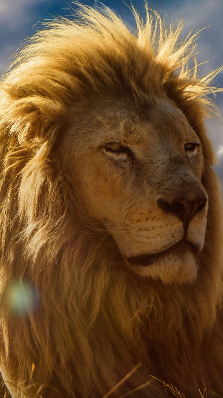 Обои Лев, природа, масаи Лев, кошачьих, наземные животные в разрешении 750x1334