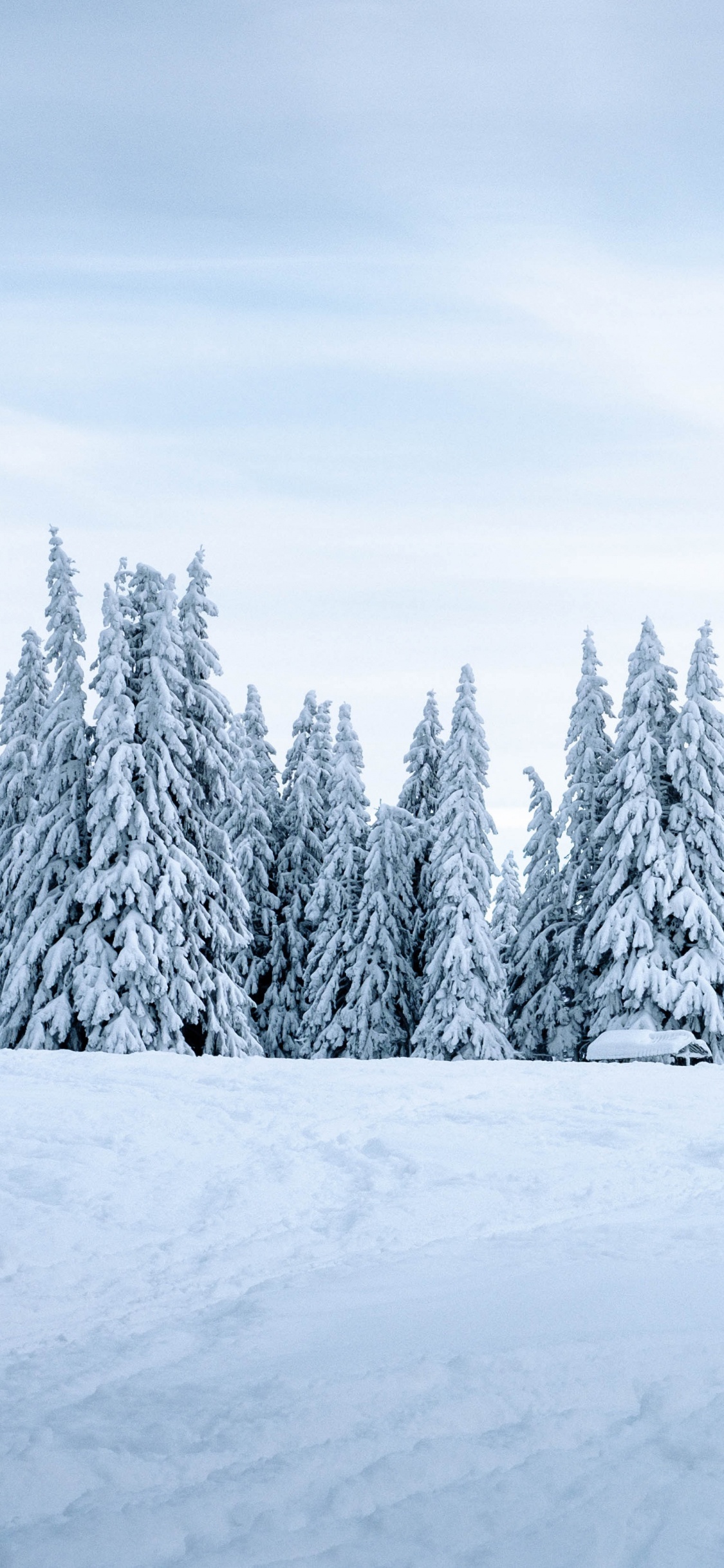 Обои снег, зима, дерево, природа, замораживание в разрешении 1125x2436