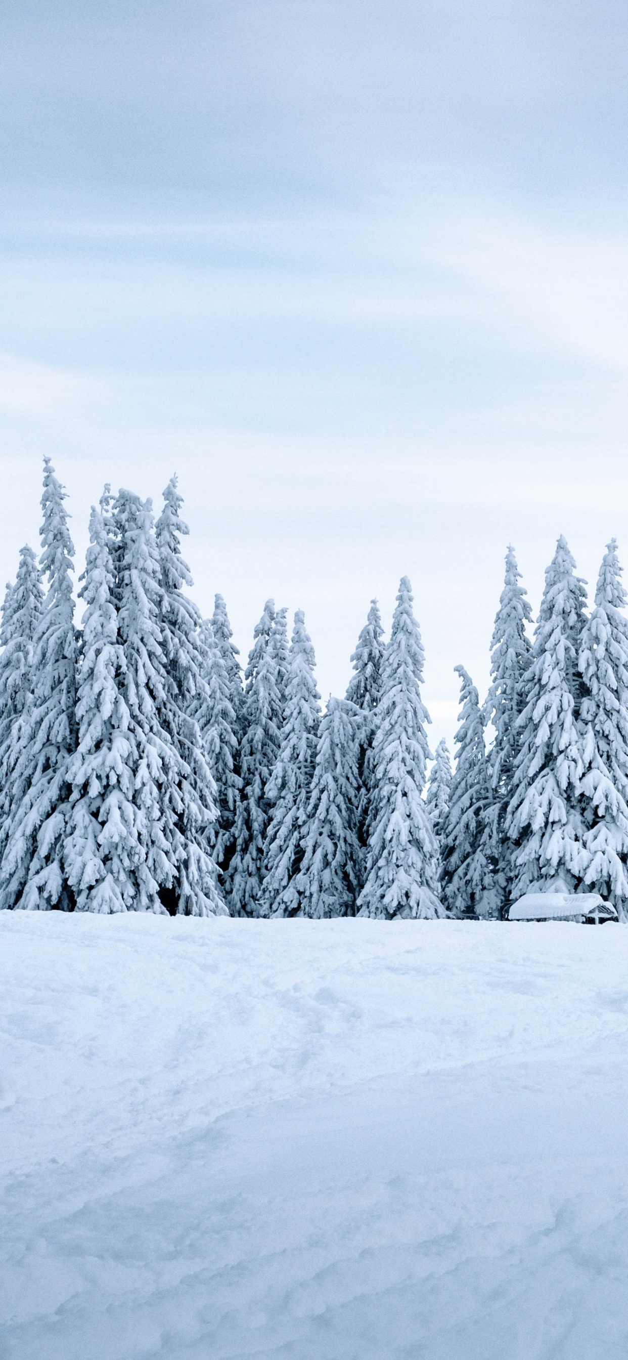 Обои снег, зима, дерево, природа, замораживание в разрешении 1242x2688