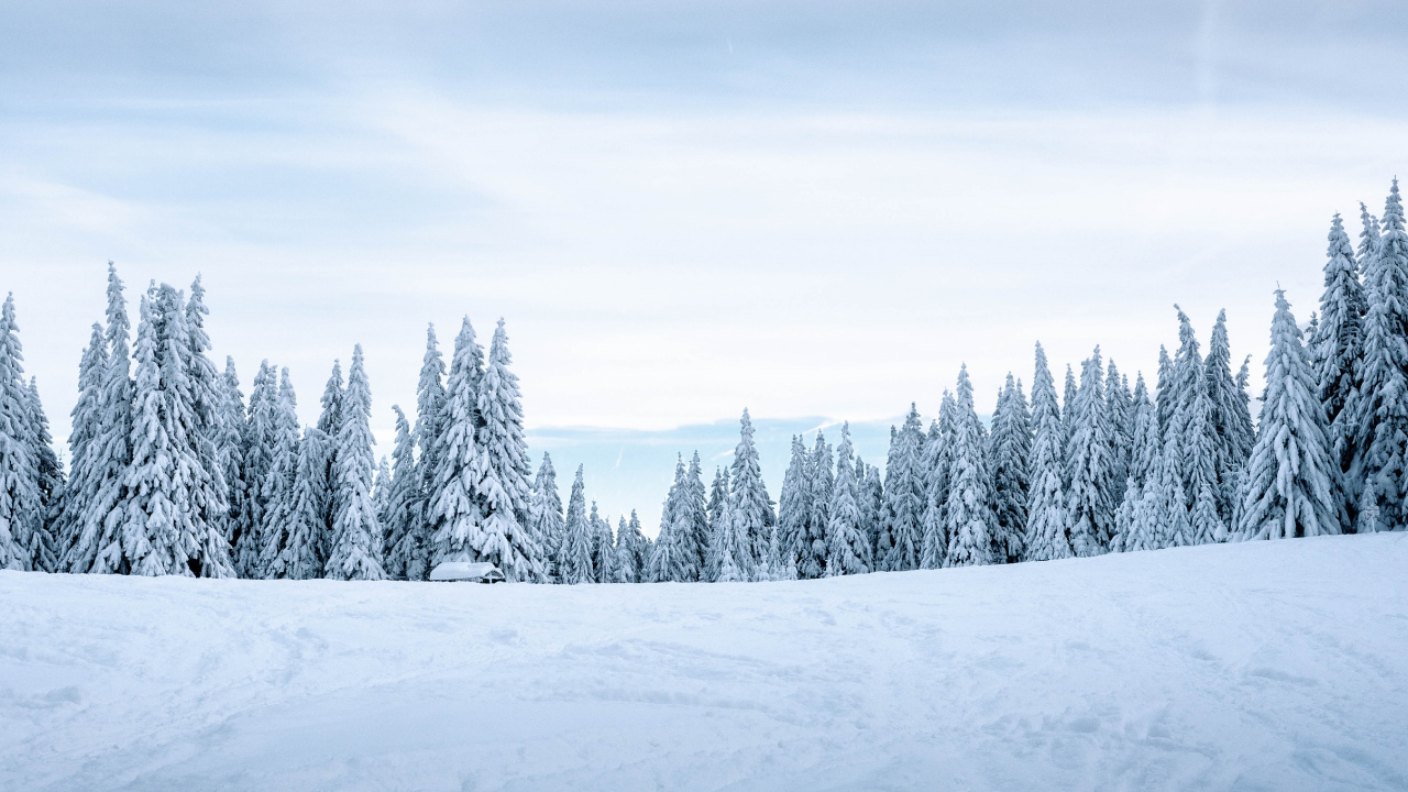 Обои снег, зима, дерево, природа, замораживание в разрешении 1280x720