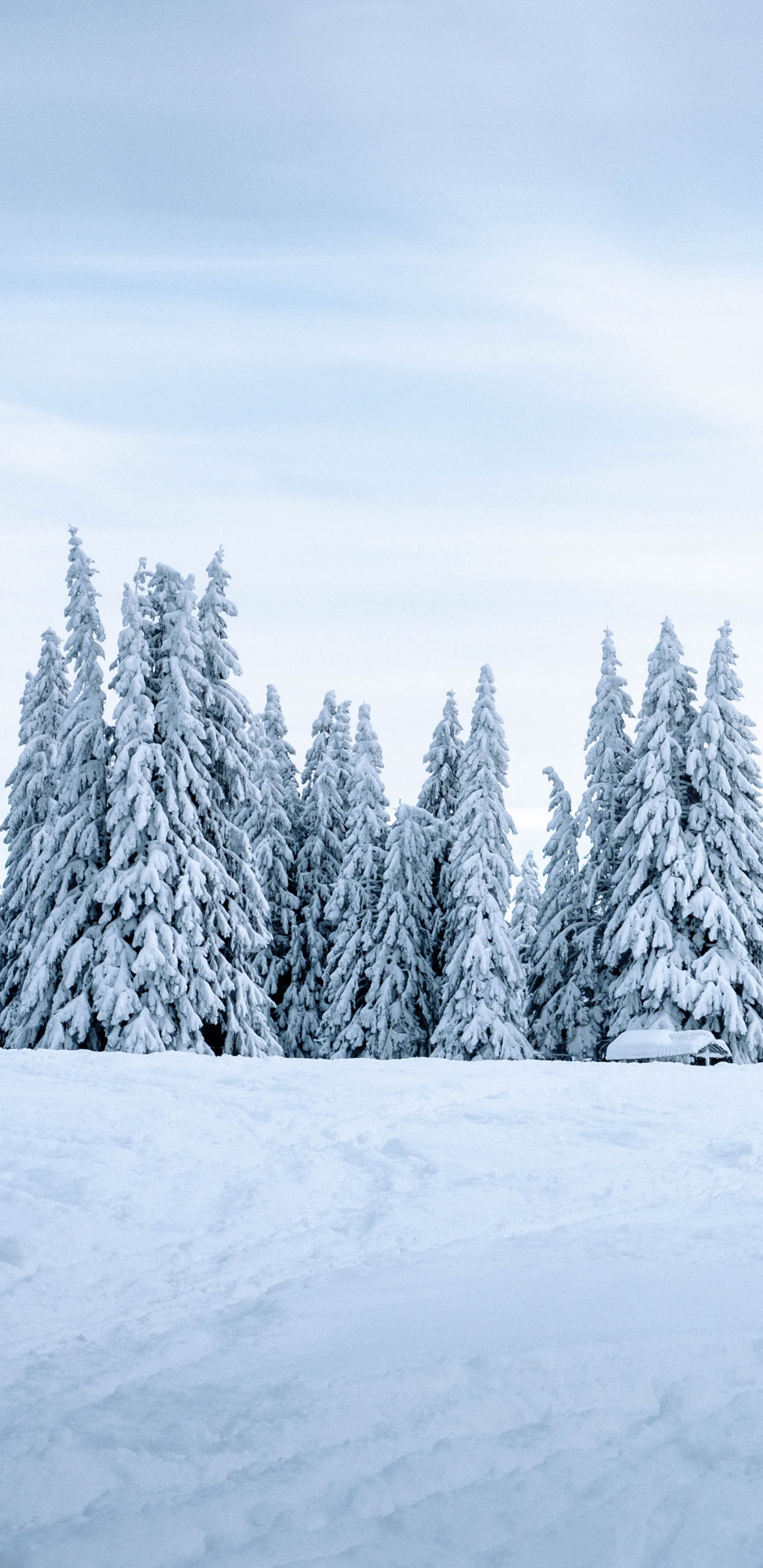 Обои снег, зима, дерево, природа, замораживание в разрешении 1440x2960