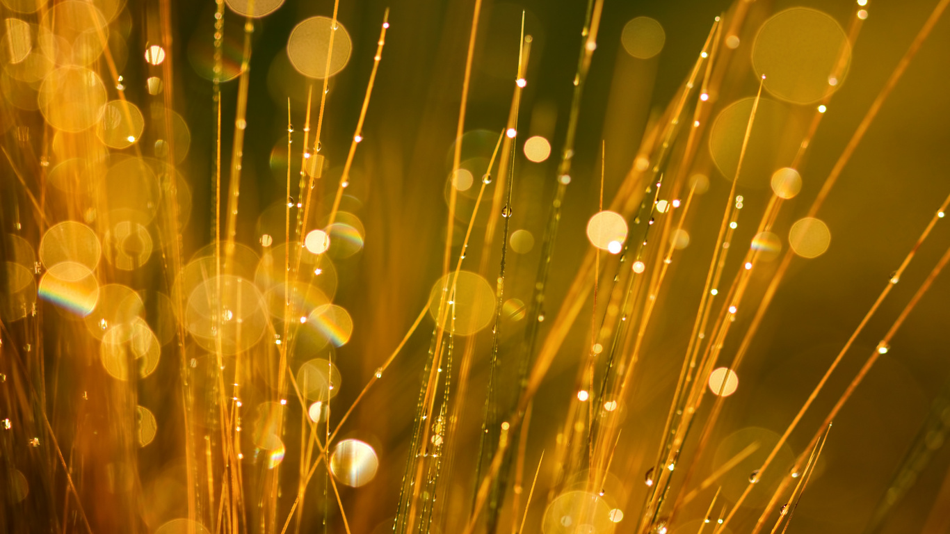 Обои боке, желтый, свет, вода, освещение в разрешении 1366x768