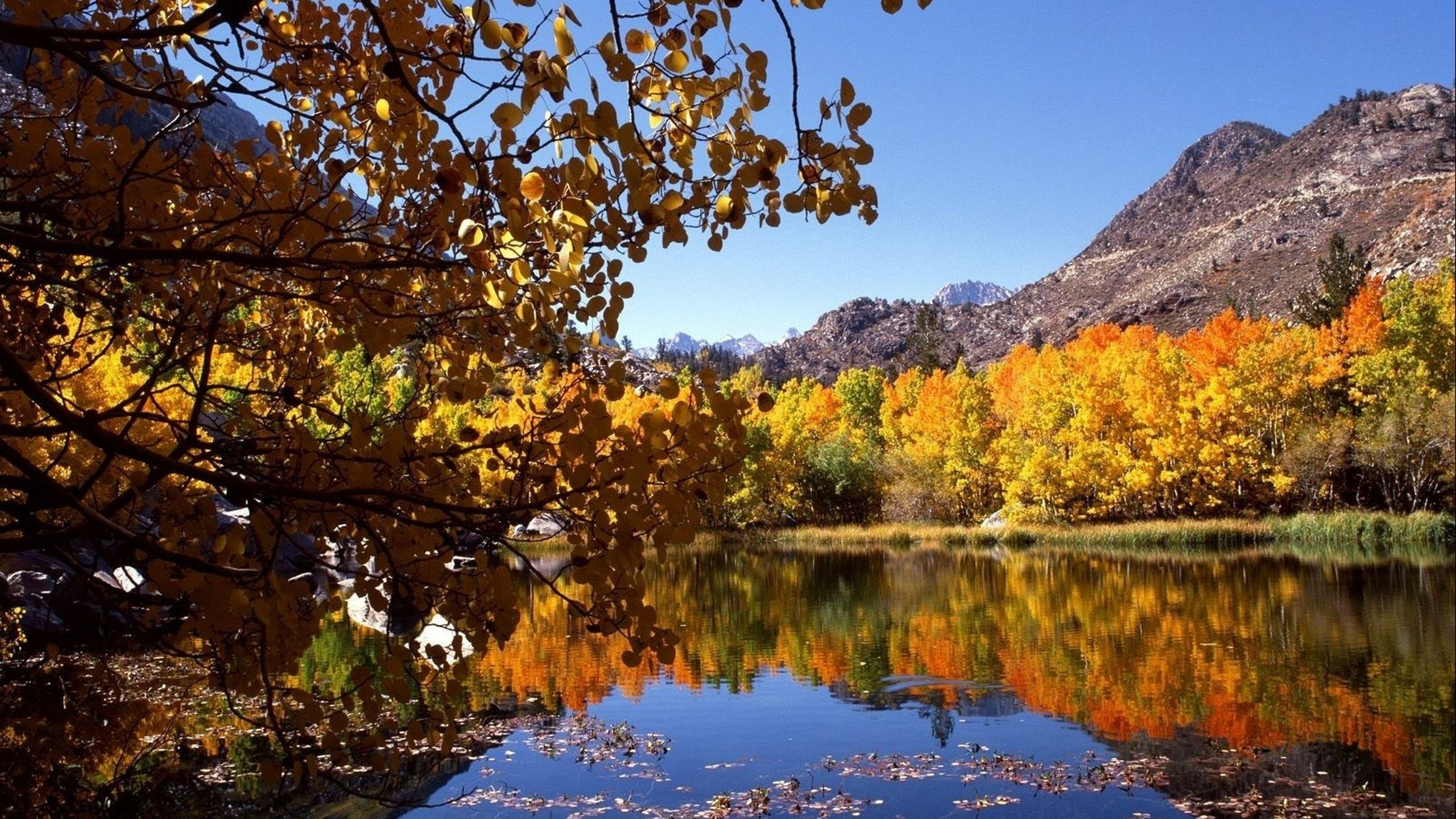 Обои осень, отражение, природа, лист, вода в разрешении 2560x1440