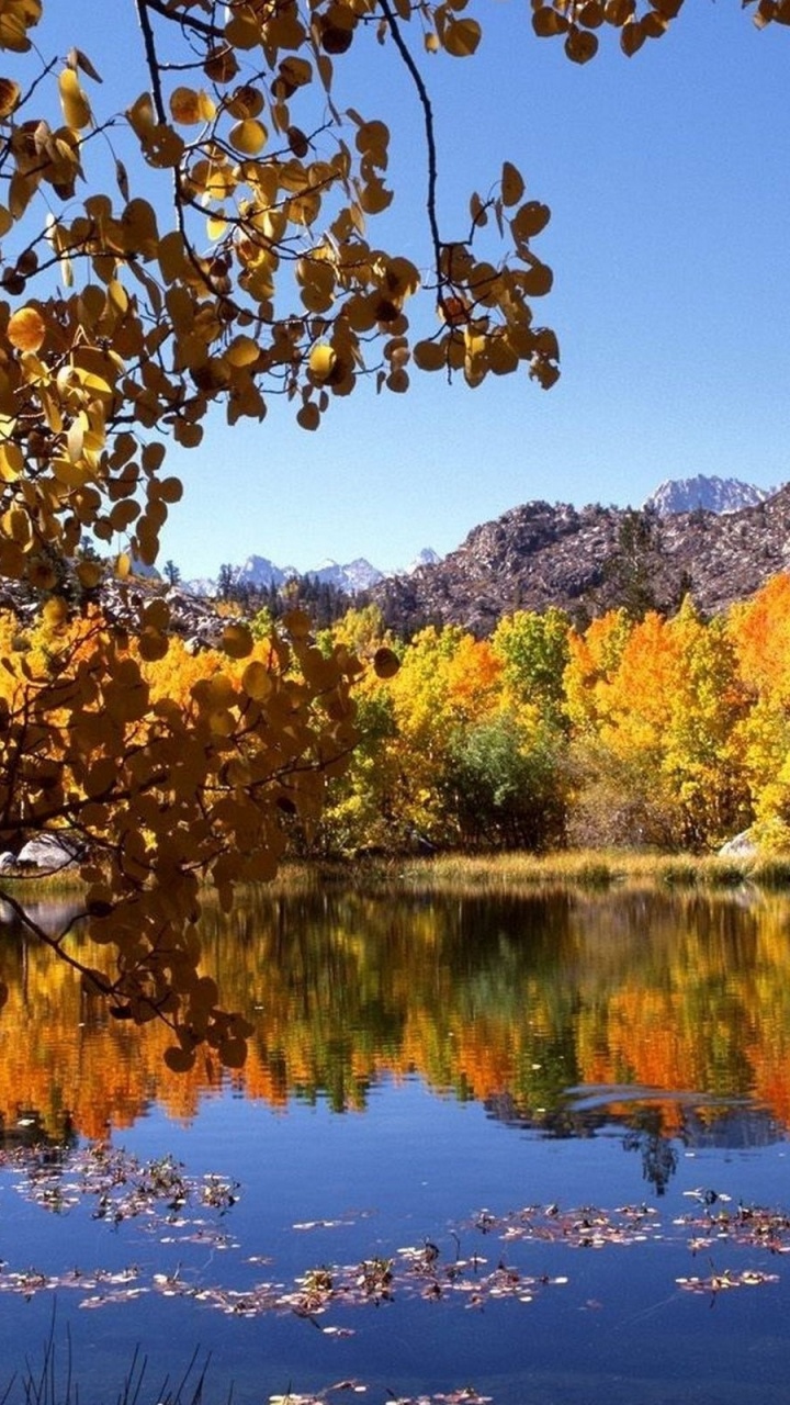 Обои осень, отражение, природа, лист, вода в разрешении 720x1280