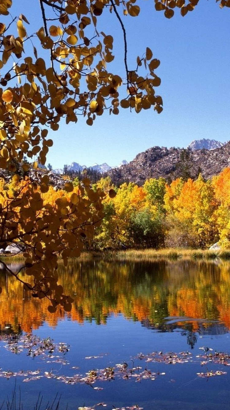 Обои осень, отражение, природа, лист, вода в разрешении 750x1334