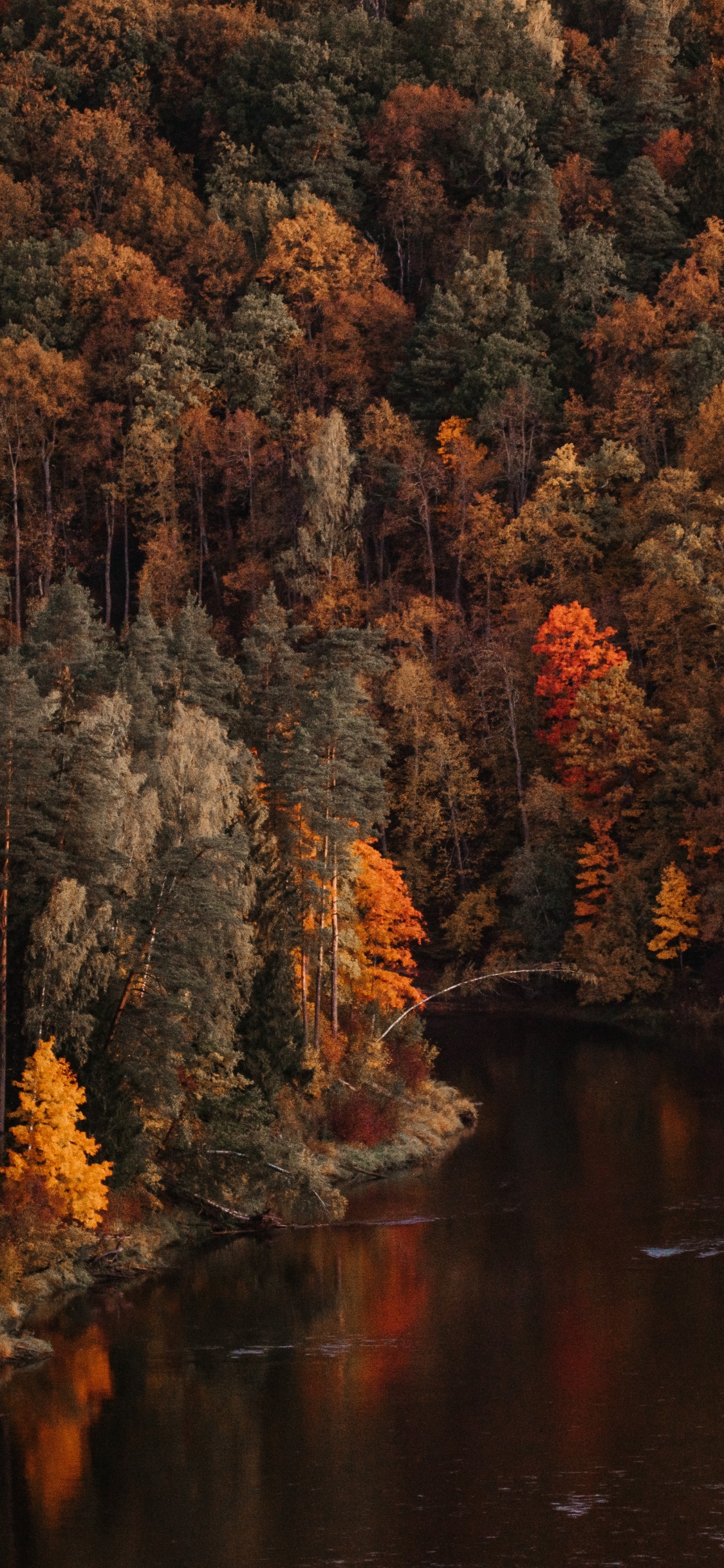 Обои дерево, отражение, природа, лист, осень в разрешении 1125x2436
